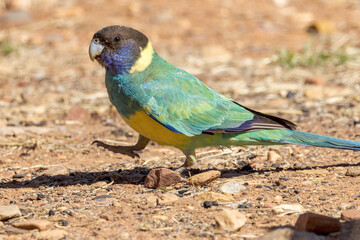 Port Lincoln Ringneck Parrot in Northern Territory Australia