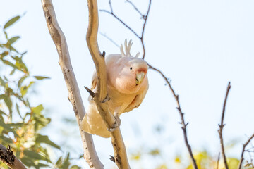 Pink Cockatoo in Northern Territory Australia