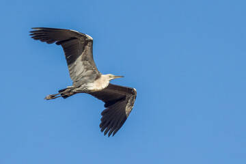 White-necked Heron in Northern Territory Australia