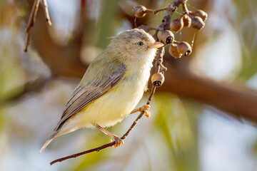 Weebill in Northern Territory Australia