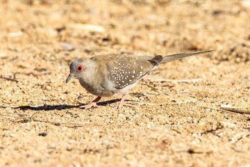 Diamond Dove in Northern Territory Australia