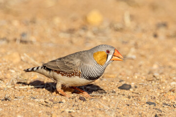 Zebra Finch in Northern Territory Australia