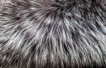Animal fur close up. Background of gray sable and red fox or chinchilla wool, pile fur texture.