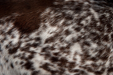 Beautiful spotted fur close-up. Texture of brown animal wool. Dog fur.