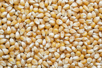 Unpopped popcorn kernels filling the frame