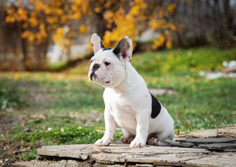 white French bulldog puppy is sitting on the track