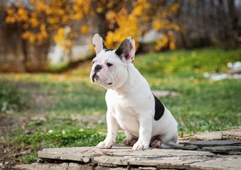  white French bulldog puppy is sitting on the track © Dragomira