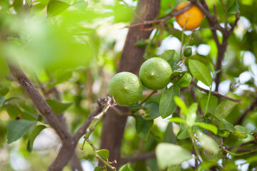 lime on tree