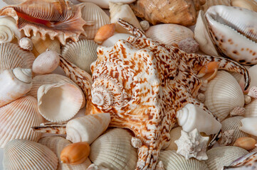 Conch Sea shells and starfish beautifully neatly laid out as a background or texture as a concept of a sea resort rest and vacation