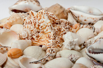 Conch Sea shells and starfish beautifully neatly laid out as a background or texture as a concept of a sea resort rest and vacation