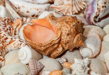 Conch Sea shells and starfish beautifully neatly laid out as a background or texture as a concept of a sea resort rest and vacation
