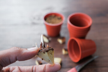 Caladium bicolor plant propagation by cutting rootstock..