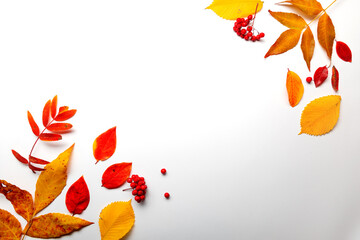 Layout of yellow autumn leaves on a white background,thematic background with autumn mood, rowan leaves and berries on the sides copy space in the center