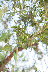 Olive tree with young fruits. High quality photo. Selective foot