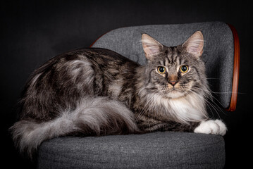 portrait of the Maine Coon Cat