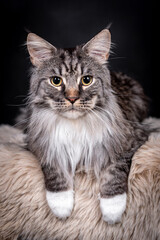 portrait of the Maine Coon Cat