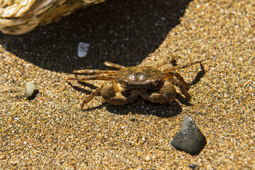 a sea crab stands on the sand