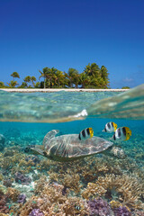 Tropical island shore and sea turtle with fish underwater on a coral reef, south Pacific ocean, split level view over and under water surface