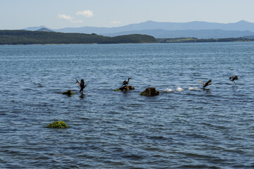 seabirds sit on rocks