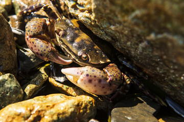 sea crab hid in the rocks