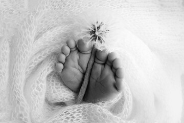 The tiny foot of a newborn baby. Soft feet of a new born in a wool blanket. Close up of toes, heels and feet of a newborn. Dandelion flower in the legs of baby. Macro photography. Black and white.