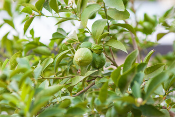 lime tree with fruits