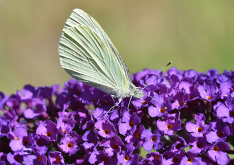 Großer Kohlweißling auf Schmetterlingsflieder 