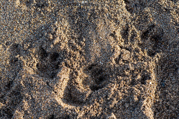 close up of dog paws on the sand on the coast
