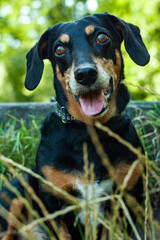 Portrait of a smiling happy dachshund in the park 