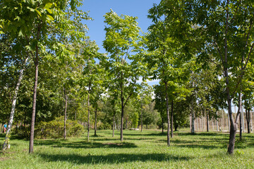 beautiful green park, grass and trees, lush greenery