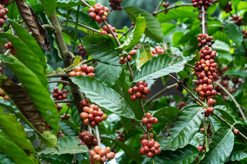 close up of coffee cherries at coffee farm