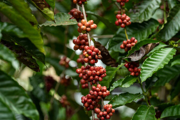 close up of coffee cherries at coffee farm