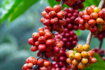 close up of coffee cherries at coffee farm