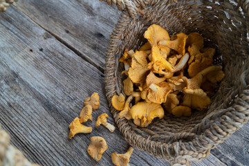Fototapeta premium chanterelle mushrooms on wooden background
