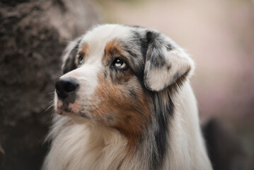 Portrait of the beautiful Aussie Australian Shepherd Dog in Spring with a cherry blossom