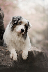 Portrait of the beautiful Aussie Australian Shepherd Dog in Spring with a cherry blossom