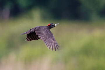 Black woodpecker in flight