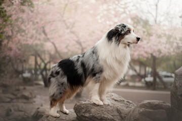 Obraz na płótnie Canvas Portrait of the beautiful Aussie Australian Shepherd Dog in Spring with a cherry blossom