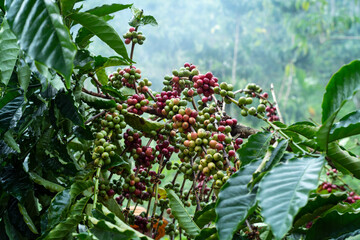 coffee tree at coffee farm