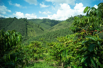 Fototapeta na wymiar coffee tree at coffee farm