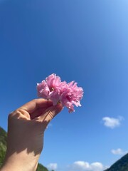 분홍색 핑크 꽃 파란하늘 봄