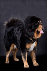 portrait of the black Tibetan Mastiff Dog