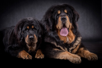 portrait of the black Tibetan Mastiff Dog