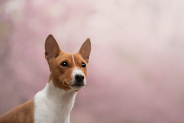 Naklejka na ściany i meble Portrait of the beautiful Basenji Dog in Spring with a cherry blossom
