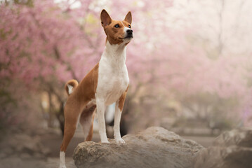 Portrait of the beautiful  Basenji Dog in Spring with a cherry blossom