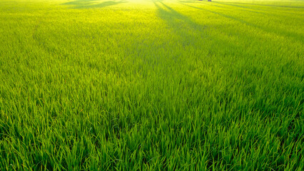Green paddy rice plantation field morning sun rise with fog