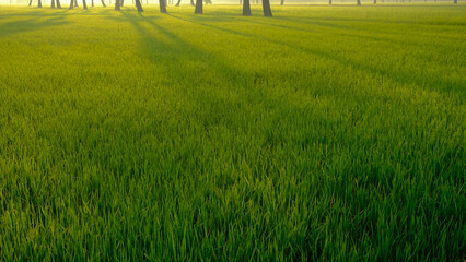 Green paddy rice plantation field morning sun rise with fog