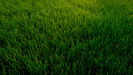 Obraz premium Green paddy rice plantation field morning sun rise with fog