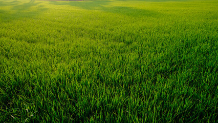 Fototapeta premium Green paddy rice plantation field morning sun rise with fog