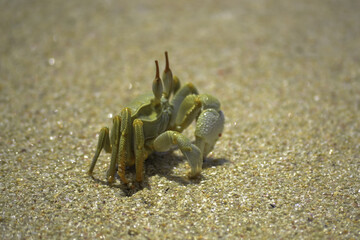 crab on the beach
